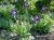 Iris setosa Iris setosa | Wilde iris   20-25  P9
