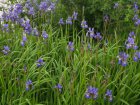 Iris sibirica | Zwaardlelie  20-25 P9