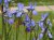 Iris sibirica Iris sibirica | Zwaardlelie  20-25 P9