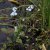 Myosotis palustris Myosotis palustris |  Moerasvergeet-mij-nietje  20-25  P9