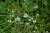 Myosotis palustris 'Ice pearl' Myosotis palustris 'Ice pearl'  |  Moerasvergeet-mij-nietje  20-25  P9
