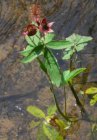Potentilla palustris Potentilla palustris | Wateraardbei   25-30  P9