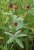 Potentilla palustris Potentilla palustris | Wateraardbei   25-30  P9
