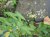 Sagittaria sagittifolia Sagittaria sagittifolia | Pijlkruid  30-35  P9