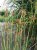 Scirpus lacustris Scirpus lacustris | Jonc des chaisiers  40-60  P9