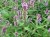Stachys palustris Stachys palustris | Moerasandoorn 120  P9