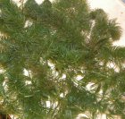 Ceratophyllum demersum Ceratophyllum demersum | Grof  hoornblad  5 per boeket