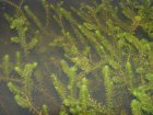 Elodea canadensis | Brede waterpest    5 per boeket