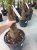 Trachycarpus fortunei 110-120 C15 Trachycarpus fortunei (= Chamaerops excelsa)  | Palmboom 110-120 C15