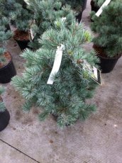 Pinus parviflora 'Negishi' 35/40 C5 Pinus parviflora 'Negishi' | Japanse witte pijnboom 35-40 C5