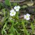 Baldellia ranunculoides Baldellia ranunculoides | Moerasweegbree  10-15  P9