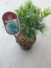 Pinus parviflora 'Negishi' 25/30 C Pinus parviflora 'Negishi' | Japanse witte pijnboom 25-30 C