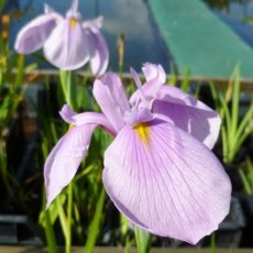 Iris laevigata 'Rose Queen' Iris laevigata ' Rose Queen ' | Japanse iris  20-25  P9
