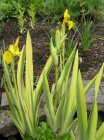 Iris pseudacorus 'Variegata' | Gele lis  25-30  P9
