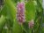 Pontederia cordata ' Pink Pons' P18 Pontederia cordata ' Pink Pons ' | Snoekkruid   30-35  P18