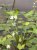 Sagittaria latifolia Sagittaria latifolia | Pijlkruid  25-30   P9