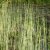 Scirpus lacustris 'Albescens' P18 Scirpus lacustris ' Albescens ' | Bonte mattenbies   30-35  P18