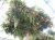 Morus alba 'Fruitless'(dakvorm) 14/16 Mot Morus alba 'Macrophylla Fruitless' (Kagayamaea-Platanifolia) (parasol)  14/16 Mot | GROOTBLADIGE WITTE MOERBEI