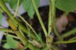 Cornus sericea ‘Flaviramea’ Cornus sericea ‘Flaviramea’ |GESCHIKT HOGE HAAG| Canadese kornoelje 60-80  C