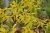 Forsythia intermedia ‘Spectabilis’ Forsythia intermedia ‘Spectabilis’ |GESCHIKT LAGE HAAG| Chinees klokje 50-60 C