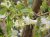 Lonicera fragrantissima 125/150 C12 Lonicera fragrantissima - Kamperfoelie-Geitenbaard  125-150  C20