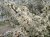 Prunus spinosa 100/125 C4 Prunus spinosa | GESCHIKT HOGE HAAG | Sleedoorn 100-125 C4