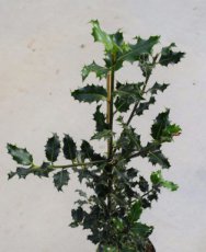 Ilex aquifolium 60/80 C
