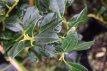 Ilex aquifolium  ‘J.C. van Tol’ Ilex aquifolium  ‘J.C. van Tol’ - Hulst-Hulsthaag   100-125  Mot
