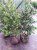 Ilex aquifolium  ‘J.C. van Tol’ Ilex aquifolium  ‘J.C. van Tol’ |GESCHIKT HOGE HAAG☃| Hulsthaag 40-60 C