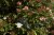 Viburnum tinus 40/50 C Viburnum tinus - Sneeuwbal 40-50 C