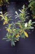 Prunus laur. Herbergii 40/60 C Prunus laurocerasus  ‘Herbergii’ |GESCHIKT LAGE HAAG☃|  Laurierkers 40-60 C