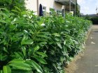 Prunus laurocerasus  ‘Caucasica’ |GESCHIKT HOGE HAAG☃| Laurierkers 40-60 C