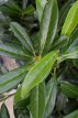 Prunus laur. 'Caucasica' 40/60 C Prunus laurocerasus  ‘Caucasica’ |GESCHIKT HOGE HAAG☃| Laurierkers 40-60 C