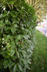 Prunus laurocerasus  'Rotundifolia' 40/60 C Prunus laurocerasus 'Rotundifolia' |GESCHIKT HOGE HAAG☃|  Laurierkers-Paplaurier  40-60 C