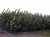 Prunus laurocerasus  'Rotundifolia' 40/60 C Prunus laurocerasus 'Rotundifolia' |GESCHIKT HOGE HAAG☃|  Laurierkers-Paplaurier  40-60 C