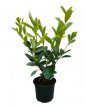 Prunus laur. ‘Rotundifolia’ 80/100 C5 Prunus laurocerasus ‘Rotundifolia’ - Laurierkers-Paplaurier  80-100 C5