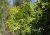 Thuja occidentalis 'Smaragd’ 40/60 C3 Thuja occidentalis ‘Smaragd’ |GESCHIKT HOGE HAAG☃|  Levensboom 40-60 C3