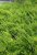 Lonicera nitida  ‘Maigrün’ 15/20 P9 Lonicera nitida  ‘Maigrün’ - Kamperfoelie-Geitenbaard  15-20  P9