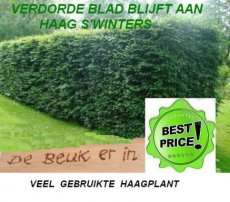 Fagus sylvatica  40-60  BW - 100 pc. |  hêtre vert