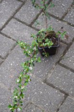 Cotoneaster x suecicus‘Skogholm’|Dwergmispel - PROMO 24 st.(WINTERGROEN)