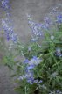 Perovskia atr. 'Blue Spire' 30/40 C3 Perovskia atriplicifolia ‘Blue Spire’ - Blauwspirea 30-40 C3