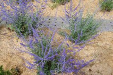 Perovskia atriplicifolia ‘Blue Spire’ - Blauwspirea 30-40 C3