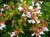 Abelia grandiflora 40/60 C5 Abelia grandiflora 40-60 C5