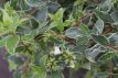 Abelia grandiflora 'Abelops'® - 10 st. 25/30 C Abelia grandiflora 'Abelops'®(=Sunshine daydream) - PROMO - 10 stuks - 25-30 C