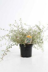 Abelia grandiflora 'Confetti'® 30/40 C Abelia grandiflora 'Confetti'® (‘Conti’) 30-40 C