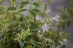 Abelia grandiflora 'Hopleys' 40/60 C10 Abelia grandiflora 'Hopleys' 40-60 C10