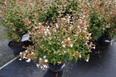 Abelia grandiflora ‘Prostrata’  -Abélie 25-30  C