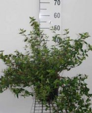 Abelia grandiflora Prostrata 30/50 C10 Abelia grandiflora Prostrata 30-50 C10