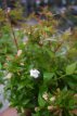Abelia grandiflora ‘Sherwood’ 30/50 C10 Abelia grandiflora ‘Sherwood’ 30-50 C10