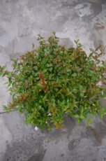 Abelia grandiflora ‘Sherwood’  10-15 P15